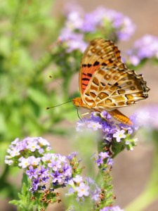 Indian Fritillary by Makio Kusahara