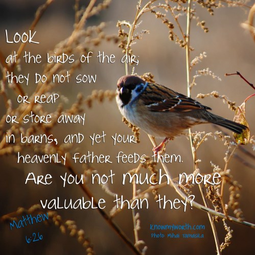 Matt 6.26